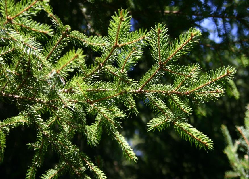 Norway spruce (Picea abies) annual and biennial needles Intake of elements from mineral soil (frequently mesic conditions), small portion of elements from atmospheric pollution (surface wax) and