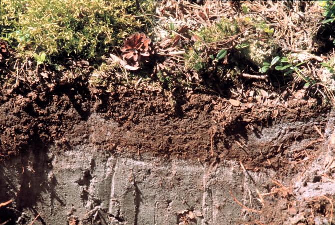 mineral soil