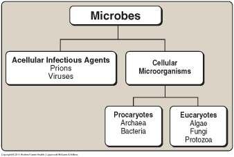 Acellular and Cellular Microbes What is Microbiology?