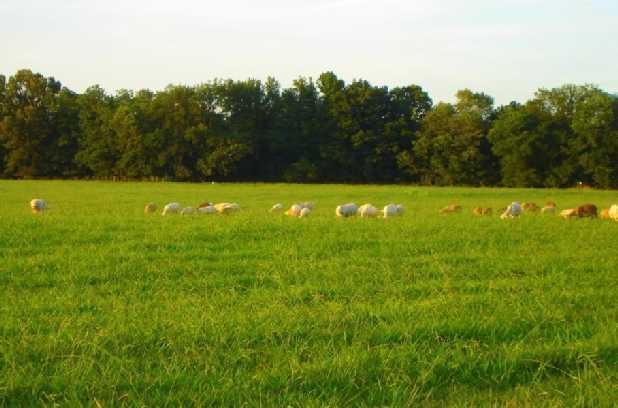 Grazing Management Understand the needs of the animal Match with