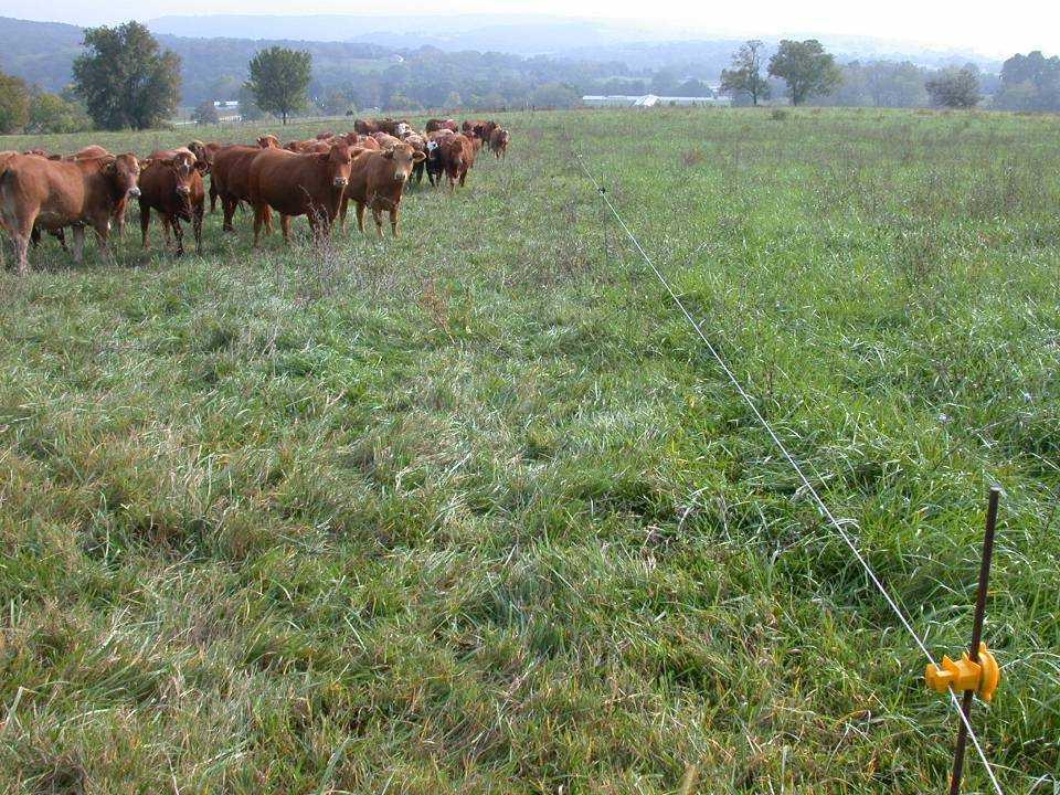 #2. Improve Pasture Management Rotational grazing increases forage utilization in pastures compared to continuous