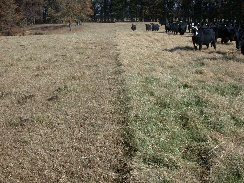 Stockpiled Bermudagrass Quality Forage Quality of Stockpiled Bermudagrass - Arkansas 2002-2006 Crude Protein or TDN (%) 70 TDN for 1100-lb lactating
