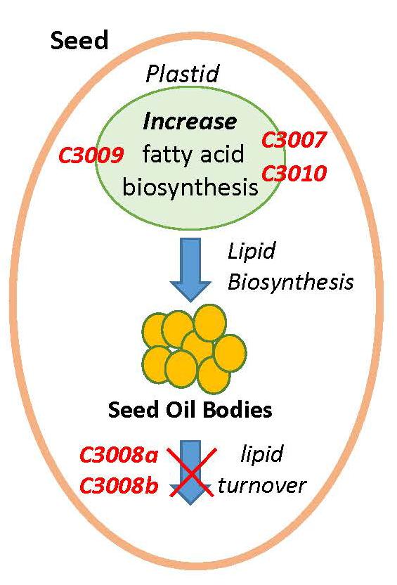 Genome Editing Targets for Increasing Oil Content Specialty oils: Cost of goods is driven by seed yield/acre x seed oil content Targeting 5 different genes to develop the best combination of gene