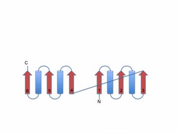 Fold analysis may reveal evolutionary relationships, which sometimes are difficult to detect at the sequence level, it may also help a better understanding of the mechanism of function of a protein,
