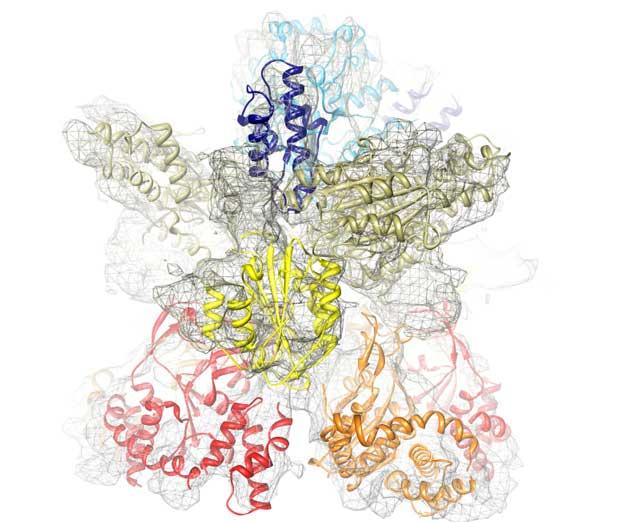 An example of a quaternary protein structure. The figure shows the complex of two of the subunits of the enzyme magnesium chelatase.