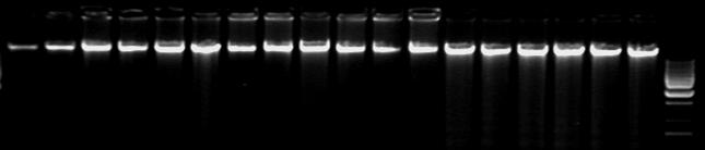4.4. Fragmentation of DNA The size of the extracted DNA was evaluated by agarose gel electrophoresis; 1 µl of the DNA solution were analysed on a 1.0% agarose gel (Figure 1).