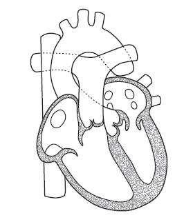 b The diagram below shows the structure of the heart.