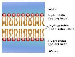 animal plasma membranes) a) grout provide structure that holds it together b) tiles / mosaic each protein carries out its own specific function for the membrane c) maintains