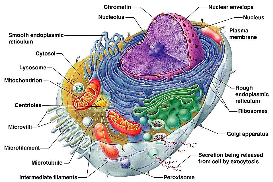 Section 5 Organelles A) Review: 1) (usually) a membrane bound sac within the cytoplasm that isolates or compartmentalizes a specific set of chemical reactions.