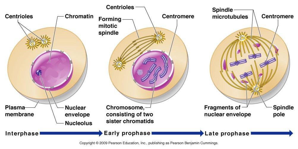 Section 6 Cell Cycle A) Cell cycle: all of the stages a cell will pass through from its formation until it divides.