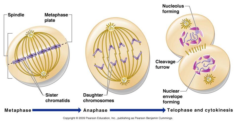 resulting in genetically identical Cells or 2) division of the D) Mitosis: 1) 1) Disassemble 2) disappear 3) Package chromatin into 4) assemble and 2) a) have migrated to opposite poles