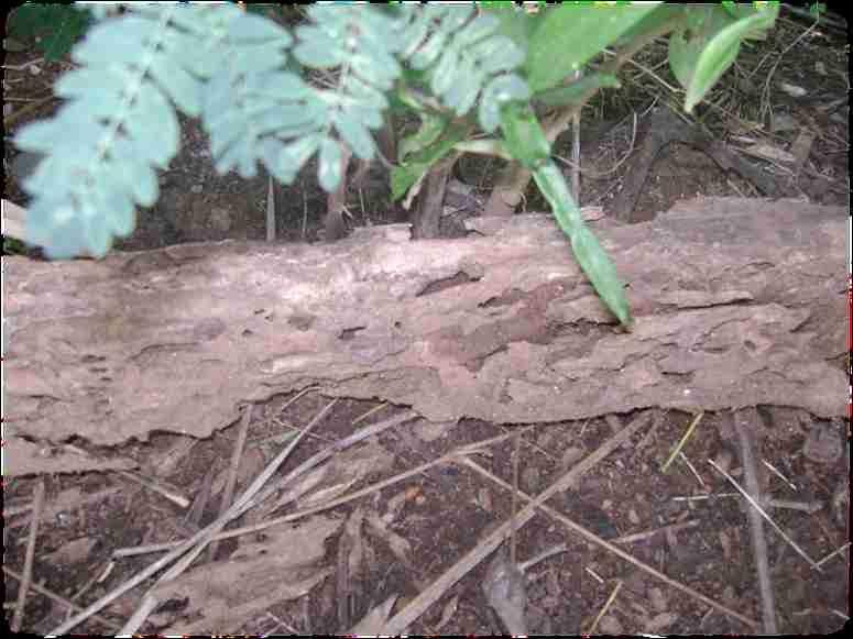 Soil organisms like earthworms, termites and other