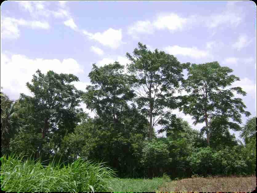 An Agro forestry Model For