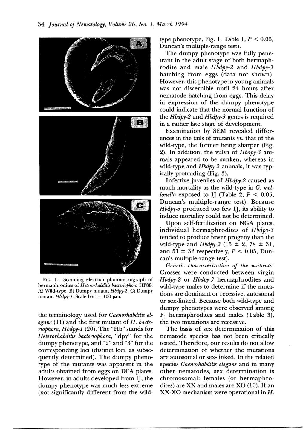 34 Journal of Nematology, Volume 26, No. 1, March 1994 FIG. 1. Scanning electron photomicrograph of hermaphrodites of Heterorhabditis bacteriophora HP88. A) Wild-type. B) Dumpy mutant Hbdpy-2.