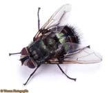 Insect extinctions Approximately 11,200 species have gone extinct since the