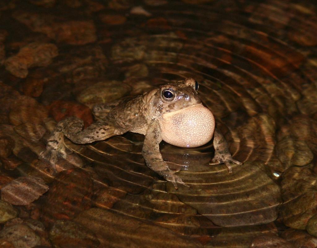 Current status of the Arizona Toad (Anaxyrus microscaphus) in New Mexico: Identification and evaluation of potential threats to its persistence.