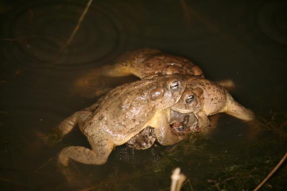Toad ball, males fighting
