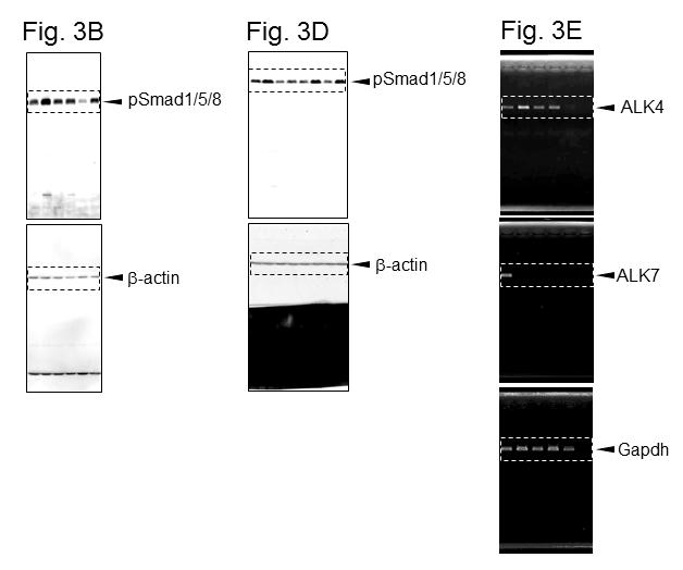 Figure S11. Images of full-length blot and gel shown in Fig. 3 Western blot analysis was visualized by chemical luminescence-based method.