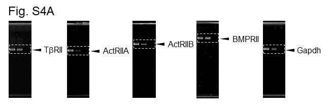Figure S16. Images of full-length gel shown in Fig.