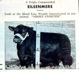 Compare dwarfism response in the 50s to the response to curly calf (AM) An early '50's advertisement that superimposed a measuring stick in the picture of this bull
