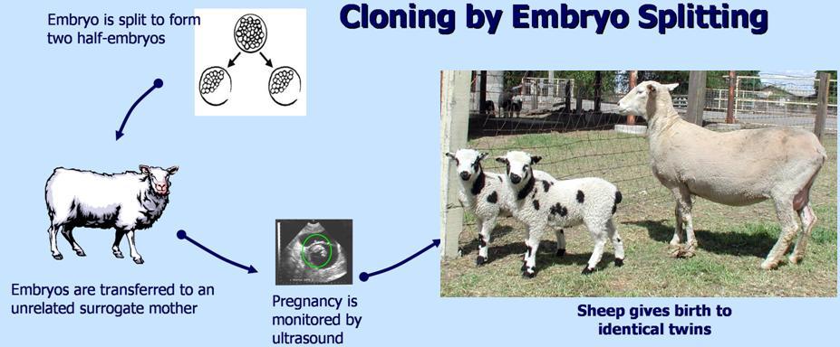 Mechanical embryo splitting The Holstein association of America has registered 2319 embryo split