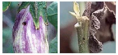 Eggplant - Yield loss Profile 50% to 70% yield loss to Fruit and