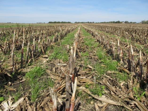 Cover crops -