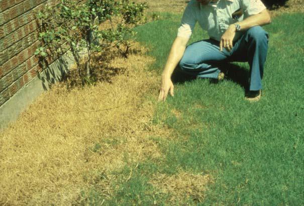 Figure 12. Dead turfgrass is St. Augustinegrass killed by chinch bugs while green areas is bermudagrass. While chinch bugs will attack bermudagrass, it is not very common.