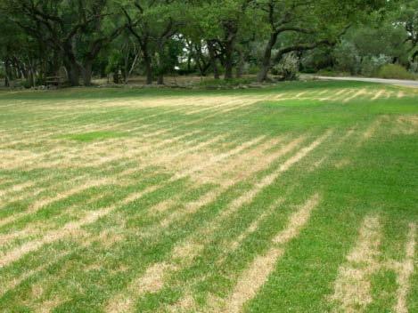 Picture 3. Wheel tracks from mowing when grass is under moisture stress. Recognizing Moisture Stress vs.