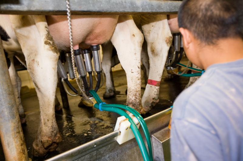 Dairy Cows Trace amounts of hormones, blood, and