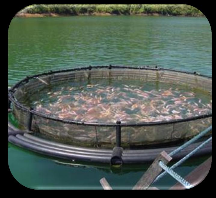 Fish Farms Leads to over crowding - can