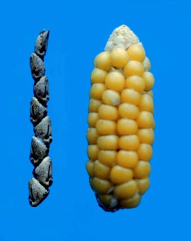 Example - Teosinte: ancestor of modern corn Farmers