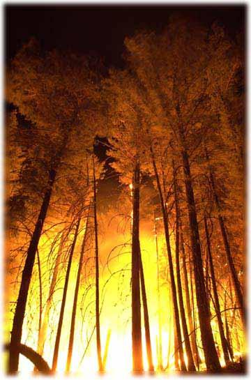 Forest Fires ~ The