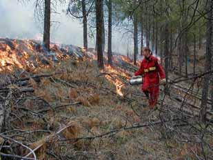 Prescribed Burning Definition: Intentionally starting a fire to reduce excess fuels on the forest floor (fuels management or