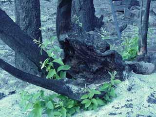 Plant Regeneration Many plants have adaptations that allow them to either withstand fire or regenerate quickly after a fire: Physical Characteristics - thick bark (e.