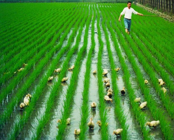 2. Some rice farmers use ducks in the rice fields as shown in the photograph. The ducks help the rice plants to grow because they eat insects and weeds in the rice fields.