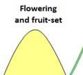 There is less intense flowering, with equivalent fruit