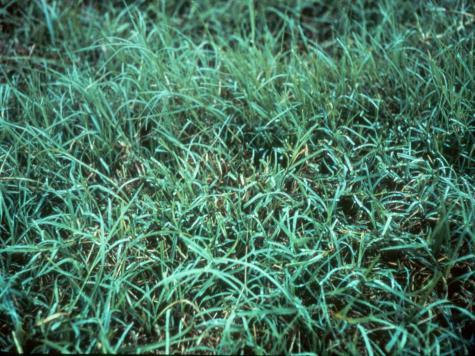 Base Warm Season Perennial Grasses Warm Season Perennial Grasses Bermudagrass (coastal, Jiggs, Tifton 85, seeded Cheyenne II, Mohawk, Terra Verde) Bahiagrass- Pensacola, Tifton 9 High Quantity Low