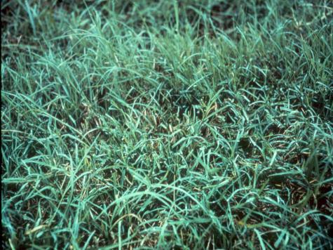 Methods of Using Herbicides Broadcast
