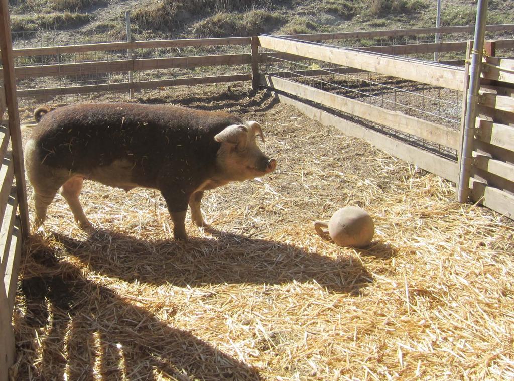 Pig breeds for outdoor production Balance productivity, suitability to outdoor condition and market preferences Adaptation to farm condition, management and goals. Hardiness.