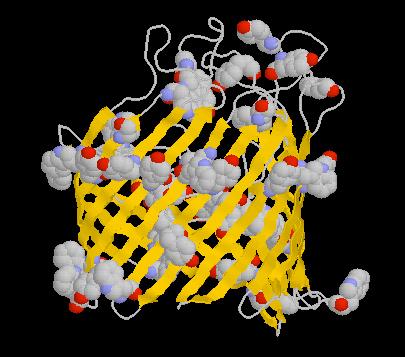 Porins, Trans-Membrane Beta Barrels All known membrane beta sheet proteins form beta barrels (porins) that act as passive diffusion