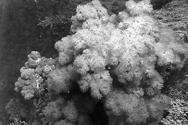 Corals- with zooxanthellae; these are the