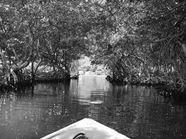 Mangroves need fresh water and must maintain