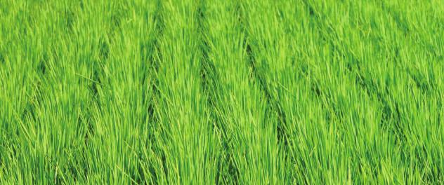 Grower Stewardship, Including Adoption of Weed Resistance Management Practices, Maximizes Rice Productivity Rice growers know the value of controlling tough weeds in their crops, and that improved