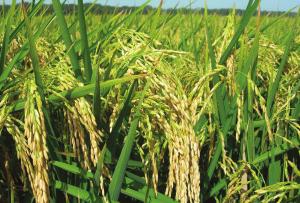 Clearfield Production System for Rice Meeting Tough Challenges Since Its Beginnings The Clearfield genetics were discovered using a laboratory approach to natural selection.
