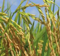 Stewardship of Clearfield Production System Crucial to Sustaining U.S. Competitiveness in Rice Herbicide programs calling for product use according to agronomics-based weed resistance management