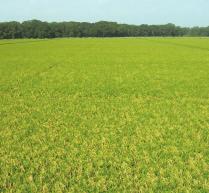 The Clearfield Production System for rice, the leading crop improvement and weed management system in U.S. rice, through its established Stewardship Guidelines process, is transitioning to increasingly robust, more sustainable practices.