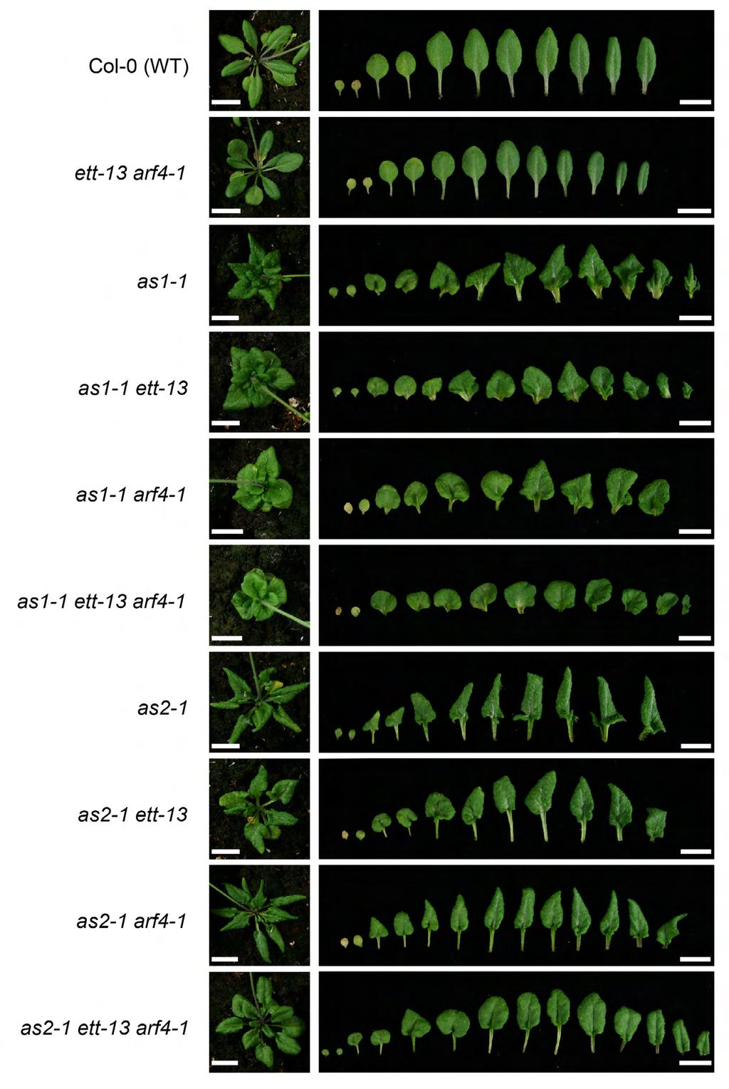 Fig. S2. Mutations in ARF3 and ARF4 suppressed major phenotypes of as1 and as2.