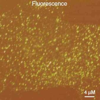 Near-field scanning optical microscopy Excitation light β 2 adrenergic receptor