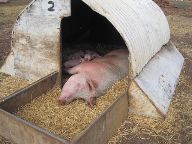 Farrowing shed Litter = group of